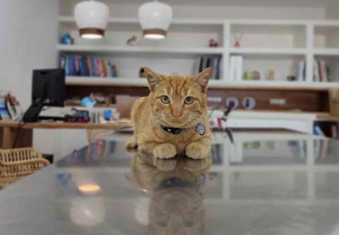 Exercises for kitties
