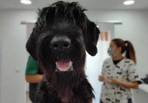 Season greetings-how to keep safe your furry friends