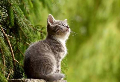Your cat and the poo/pee problems