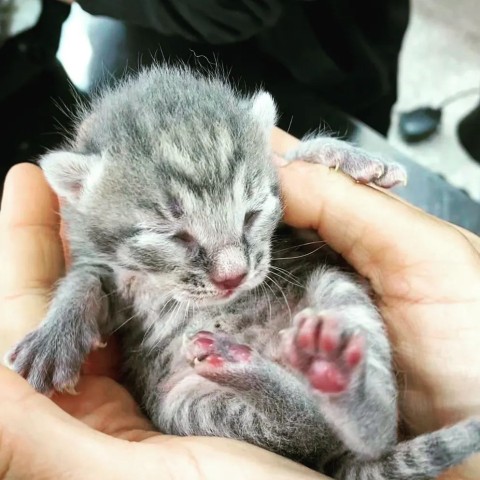 What to do if you find a newbirn kitten
