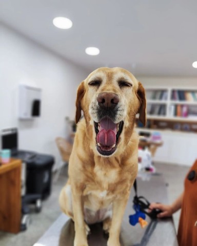 During Christmas period reconsider if you want to give bones to your best friend