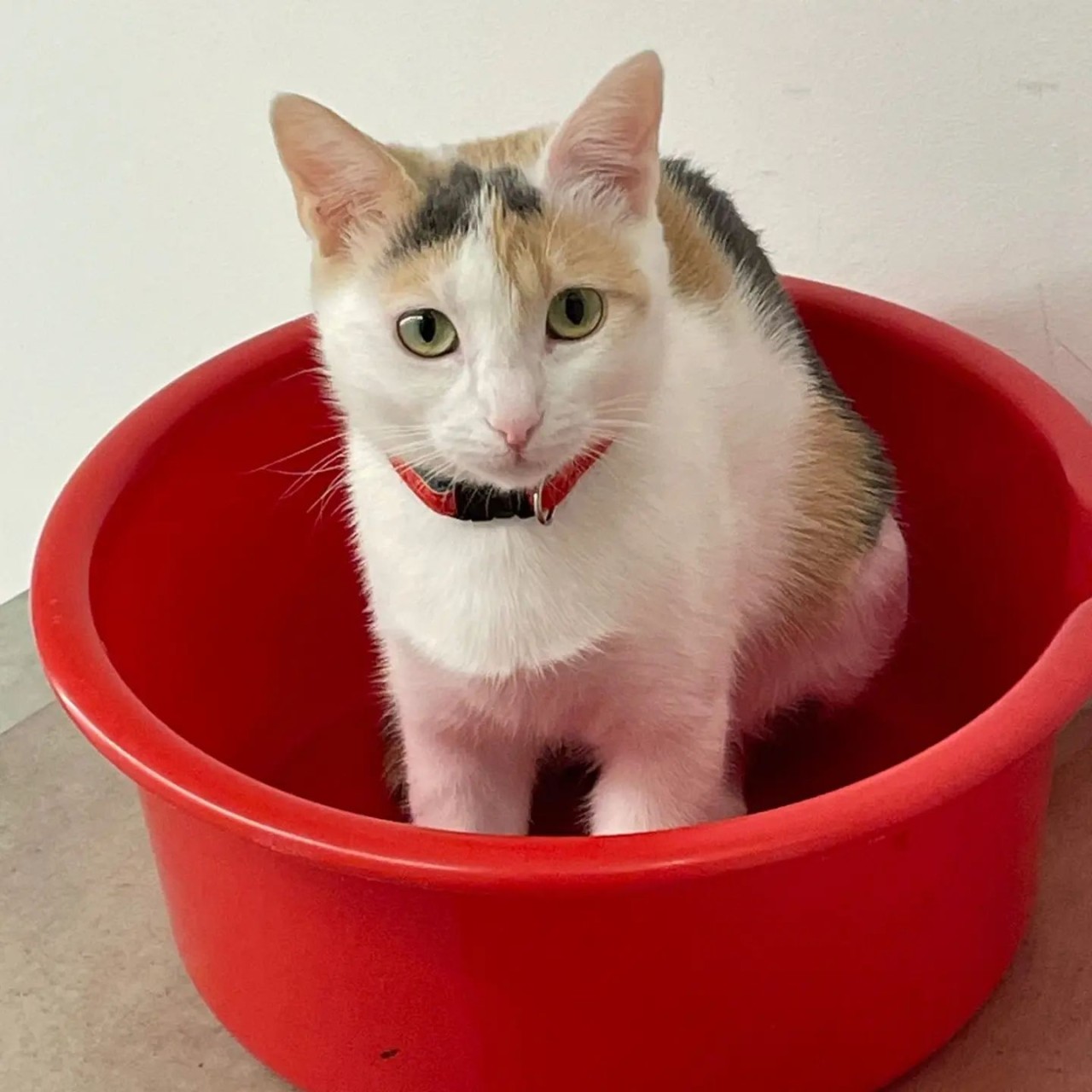 20230404-145302cat-fovos