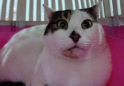 Obesity and cats